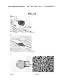 MULTICELLULAR ORGANOTYPIC MODEL OF HUMAN INTESTINAL MUCOSA diagram and image