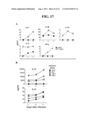 MULTICELLULAR ORGANOTYPIC MODEL OF HUMAN INTESTINAL MUCOSA diagram and image