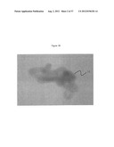 Optical Projection Tomography Microscopy (OPTM) for Large Specimen Sizes diagram and image