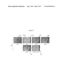 Optical Projection Tomography Microscopy (OPTM) for Large Specimen Sizes diagram and image