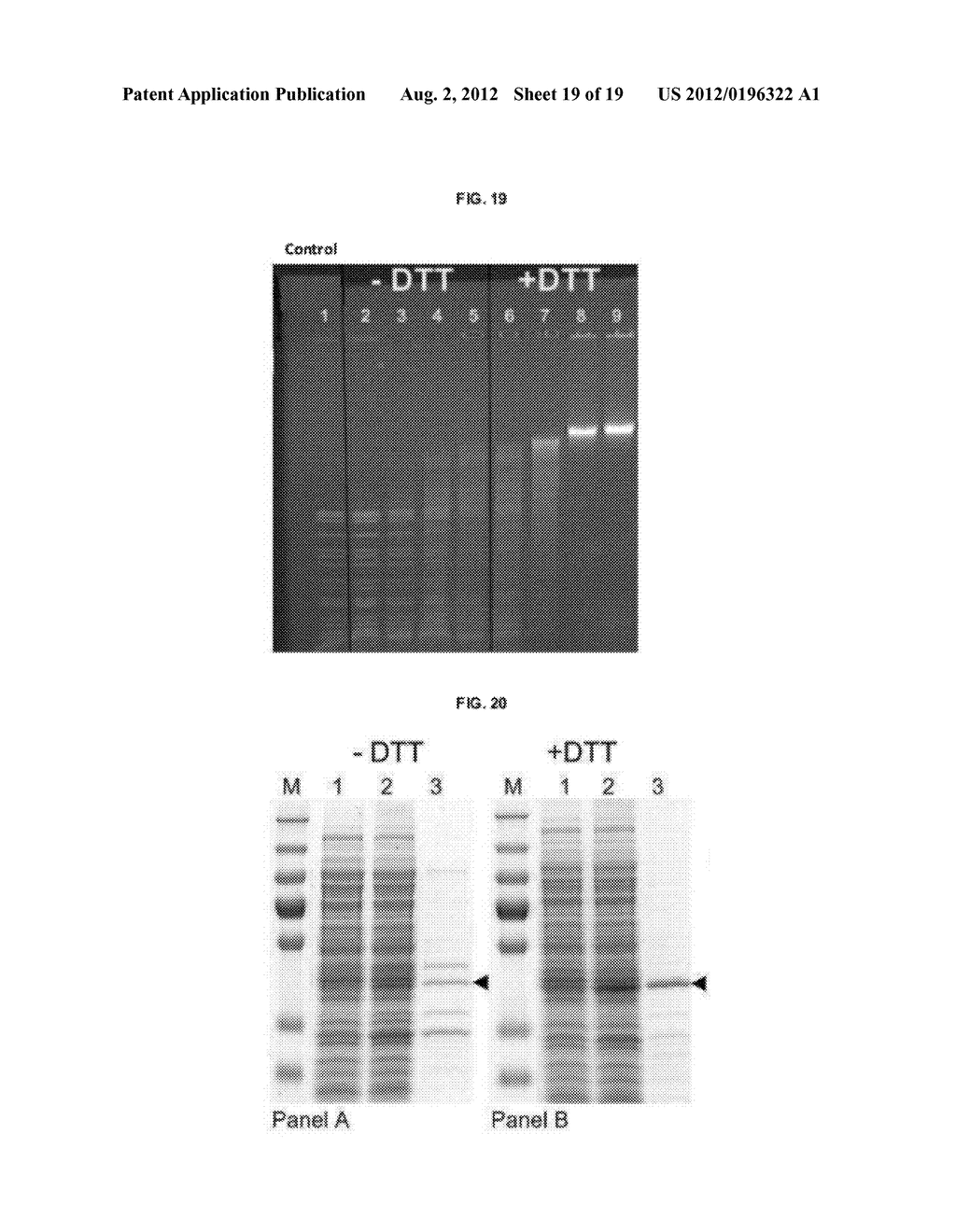 PROTEIN PRODUCTION - diagram, schematic, and image 20