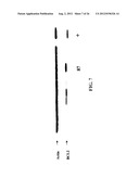 Mammalian Cell Lines for Increasing Longevity and Protein Yield from a     Cell Culture diagram and image