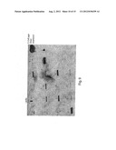 POLY-N-ACETYL GLUCOSAMINE (PNAG/dPNAG)-BINDING PEPTIDES AND METHODS OF USE     THEREOF diagram and image