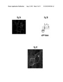 METHODS AND COMPOSITIONS FOR IDENTIFYING MODULATORS OF ANTI-TETHERIN     ACTIVITY TO INHIBIT PROPAGATION OF VIRUSES diagram and image