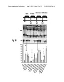 METHODS AND COMPOSITIONS FOR IDENTIFYING MODULATORS OF ANTI-TETHERIN     ACTIVITY TO INHIBIT PROPAGATION OF VIRUSES diagram and image