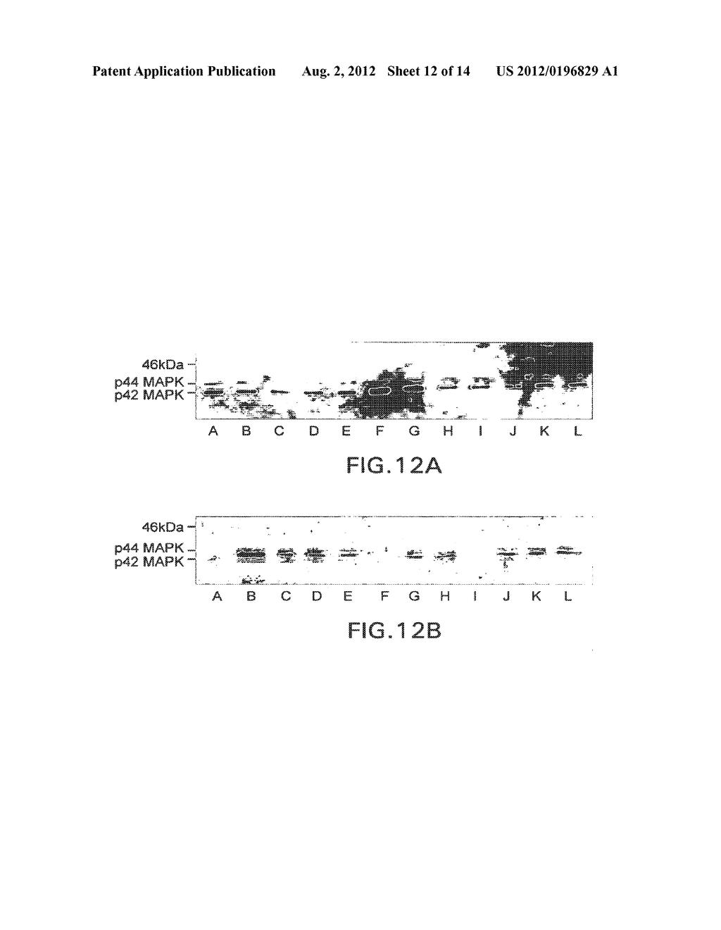 METHOD OF USING BETA-HYDROXY-BETA-METHYLBUTYRATE FOR THE PREVENTION AND     TREATMENT OF DISEASE CONDITIONS - diagram, schematic, and image 13