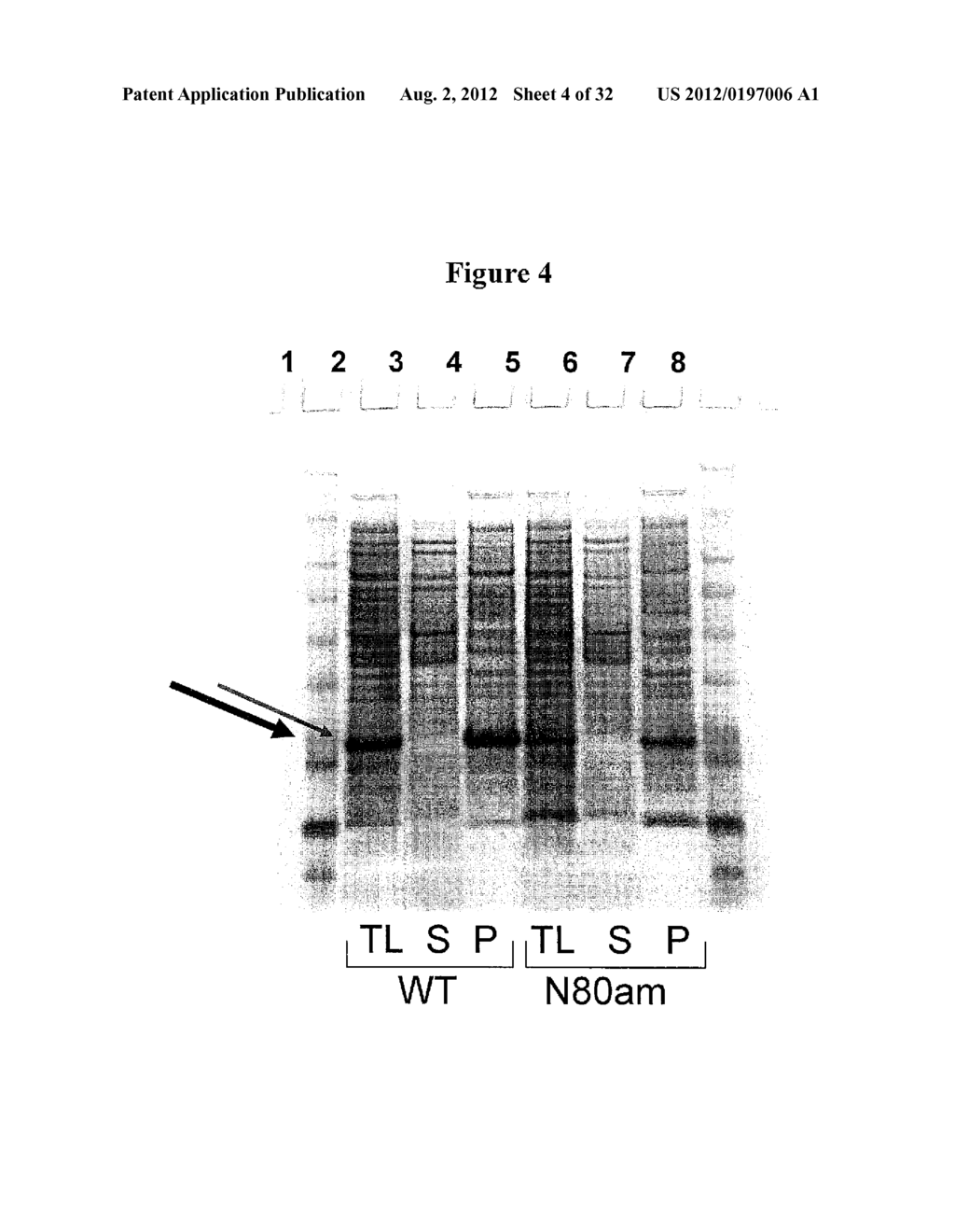 MODIFIED INTERFERON BETA POLYPEPTIDES AND THEIR USES - diagram, schematic, and image 05