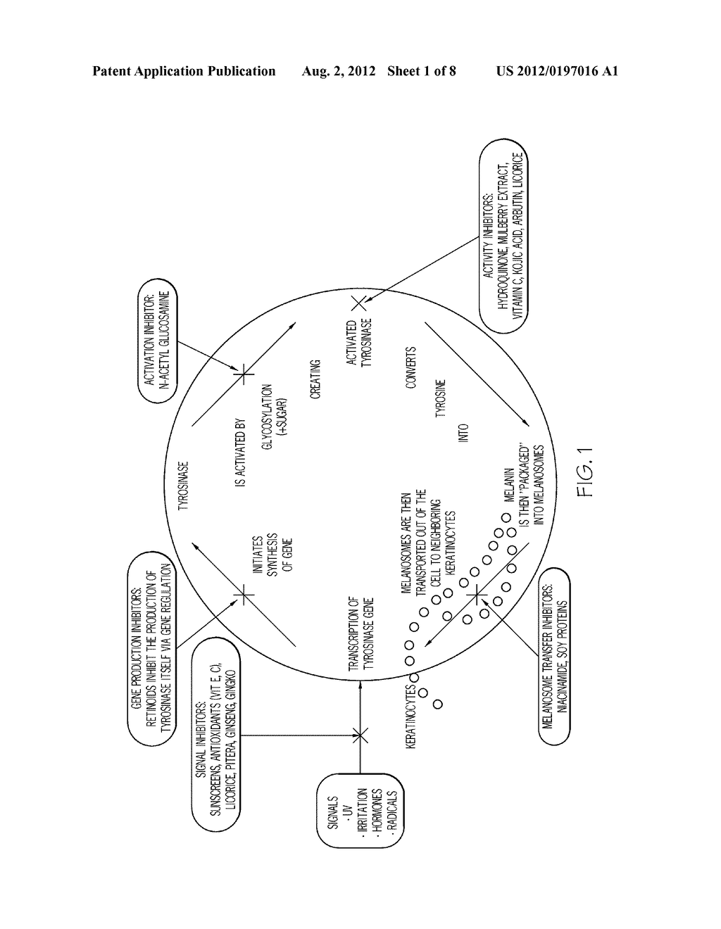 SCREENING METHODS OF MODULATING ADRENERGIC RECEPTOR GENE EXPRESSIONS     IMPLICATED IN MELANOGENESIS - diagram, schematic, and image 02