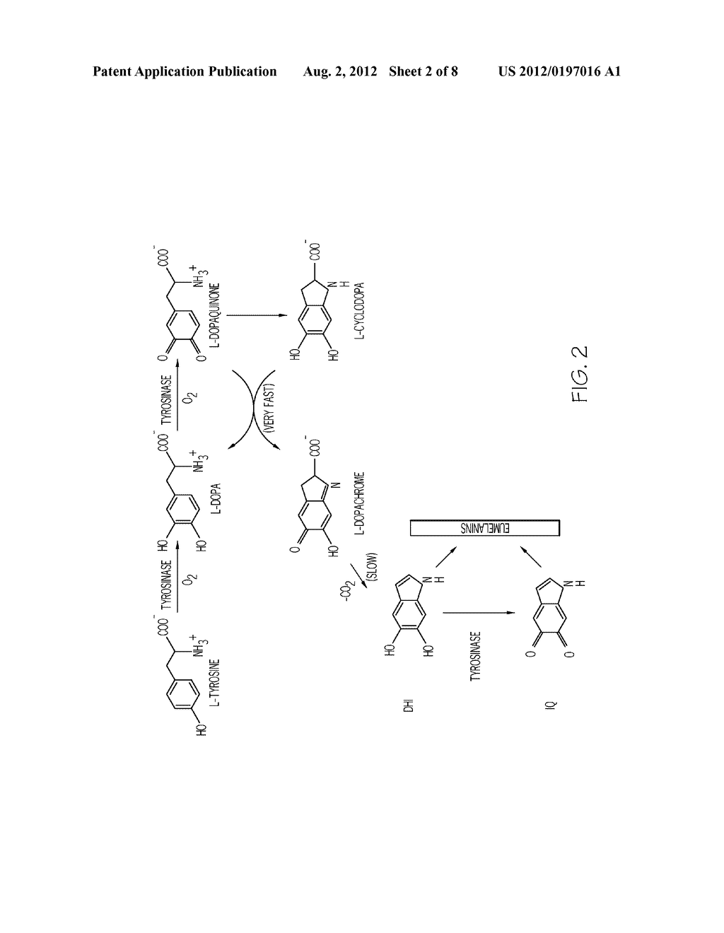 SCREENING METHODS OF MODULATING ADRENERGIC RECEPTOR GENE EXPRESSIONS     IMPLICATED IN MELANOGENESIS - diagram, schematic, and image 03