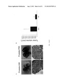 UBIQUITIN INTERACTING MOTIF PEPTIDES AS CANCER THERAPEUTICS diagram and image