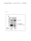 ELECTROPHORETIC ANALYSIS METHOD diagram and image