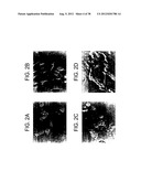 T. CRUZI-DERIVED NEUROTROPHIC AGENTS AND METHODS OF USE THEREFOR diagram and image