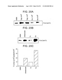 T. CRUZI-DERIVED NEUROTROPHIC AGENTS AND METHODS OF USE THEREFOR diagram and image