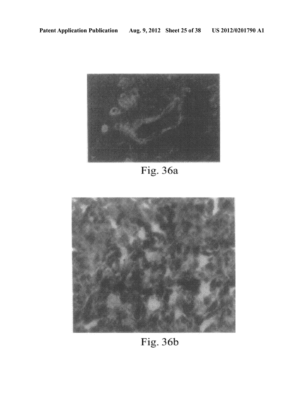 PROMOTERS EXHIBITING ENDOTHELIAL CELL SPECIFICITY AND METHODS OF USING     SAME - diagram, schematic, and image 26