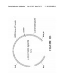 ANTIBODIES SPECIFIC FOR DKK-1 diagram and image