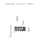 NOVEL IMMUNOGENIC COMPOSITIONS FOR THE PREVENTION AND TREATMENT OF     MENINGOCOCCAL DISEASE diagram and image