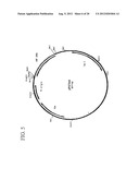 NOVEL IMMUNOGENIC COMPOSITIONS FOR THE PREVENTION AND TREATMENT OF     MENINGOCOCCAL DISEASE diagram and image