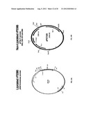 NOVEL IMMUNOGENIC COMPOSITIONS FOR THE PREVENTION AND TREATMENT OF     MENINGOCOCCAL DISEASE diagram and image