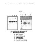 MODIFIED FLAGELLIN IMPROVED TOLL-LIKE RECEPTOR 5 STIMULATING ACTIVITY diagram and image