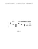 LIPOSOMES COMPRISING A CALCIUM PHOSPHATE-CONTAINING PRECIPITATE diagram and image