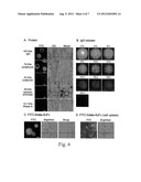 POROUS-WALL HOLLOW GLASS MICROSPHERES AS CARRIERS FOR BIOMOLECULES diagram and image