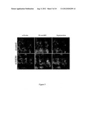 CELL IMAGING METHOD FOR VIEWING MICRORNA BIOGENESIS IN THE CELLS diagram and image