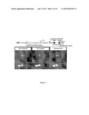 CELL IMAGING METHOD FOR VIEWING MICRORNA BIOGENESIS IN THE CELLS diagram and image