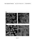 CELL IMAGING METHOD FOR VIEWING MICRORNA BIOGENESIS IN THE CELLS diagram and image