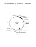 ENZYME FRAGMENT COMPLEMENTATION ASSAYS FOR MONITORING THE ACTIVATION OF     THE VOLTAGE-GATED POTASSIUM ION CHANNEL HERG diagram and image