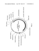 ENZYME FRAGMENT COMPLEMENTATION ASSAYS FOR MONITORING THE ACTIVATION OF     THE VOLTAGE-GATED POTASSIUM ION CHANNEL HERG diagram and image