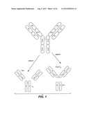 POLYPEPTIDE VARIANTS WITH ALTERED EFFECTOR FUNCTION diagram and image