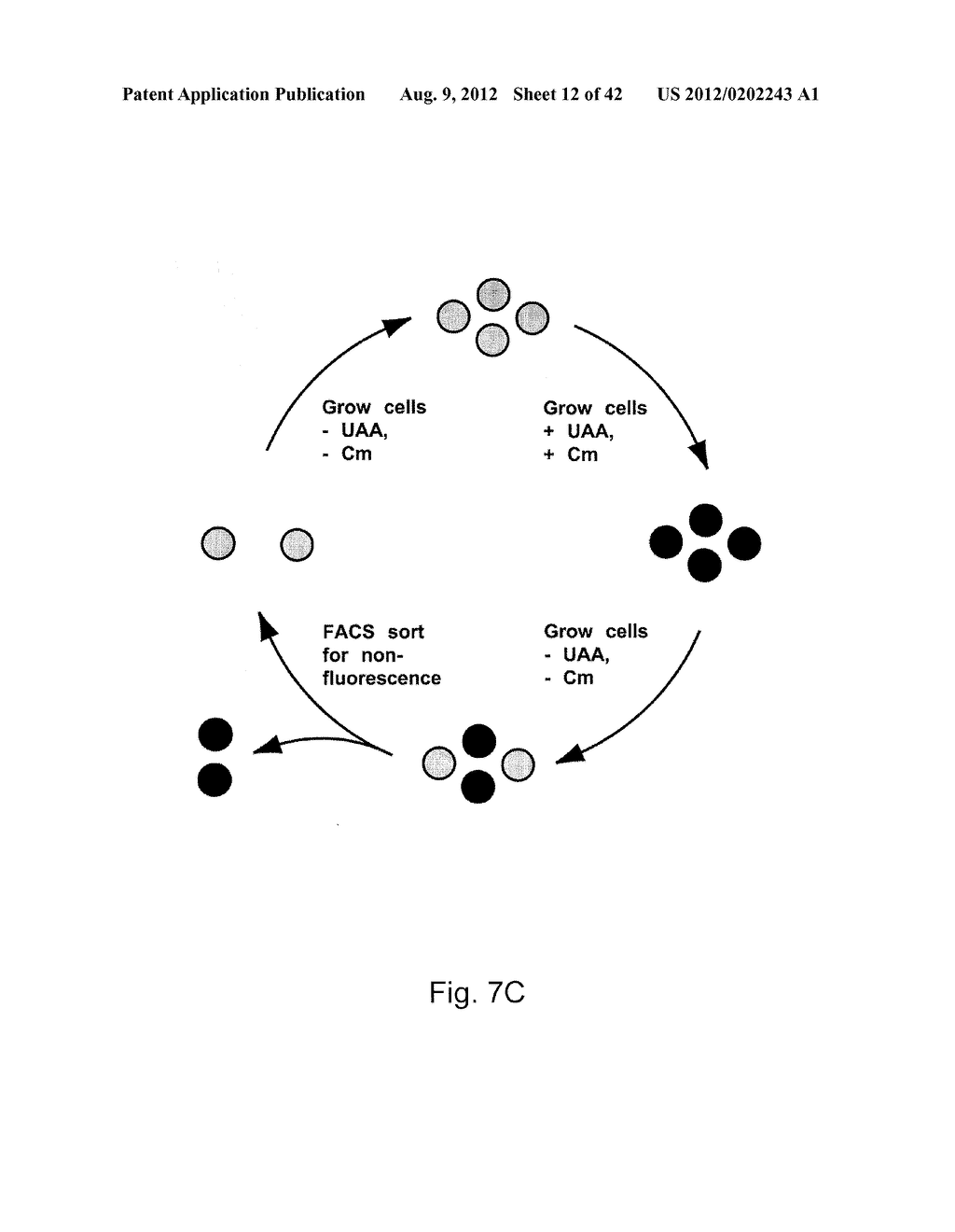  IN Vivo Incorporation of Unnatural Amino Acids - diagram, schematic, and image 13