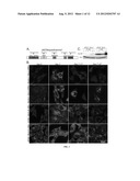 CELL LINES USEFUL FOR ASSESSING MODULATION OF AUTOPHAGY diagram and image