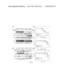 CELL LINES USEFUL FOR ASSESSING MODULATION OF AUTOPHAGY diagram and image