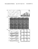 CELL LINES USEFUL FOR ASSESSING MODULATION OF AUTOPHAGY diagram and image