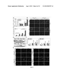 CELL LINES USEFUL FOR ASSESSING MODULATION OF AUTOPHAGY diagram and image