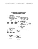 CELL LINES USEFUL FOR ASSESSING MODULATION OF AUTOPHAGY diagram and image