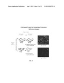 CELL LINES USEFUL FOR ASSESSING MODULATION OF AUTOPHAGY diagram and image