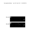 Devices and Methods for Producing and Analyzing Microarrays diagram and image