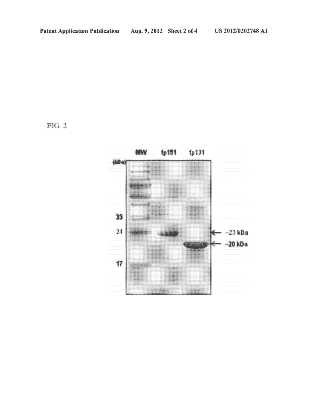 RECOMBINANT MUSSEL ADHESIVE PROTEIN FP-131 - diagram, schematic, and image 03