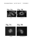 DUAL SMALL MOLECULE INHIBITORS OF CANCER AND ANGIOGENESIS diagram and image