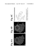 DUAL SMALL MOLECULE INHIBITORS OF CANCER AND ANGIOGENESIS diagram and image