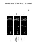 Method of Colorectal Cancer Detection by Using Radiolabeled Anti-GRP78     Peptide diagram and image