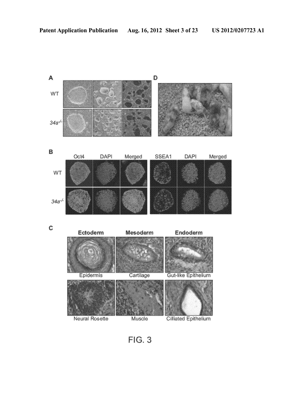 COMPOSITIONS AND METHODS FOR GENERATING INDUCED PLURIPOTENT STEM CELLS - diagram, schematic, and image 04