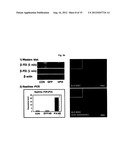 Compositions for Improving Migration Potential of Stem Cells diagram and image