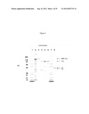 NON-CYTOTOXIC PROTEIN CONJUGATES diagram and image