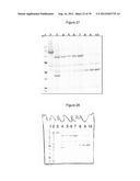 NON-CYTOTOXIC PROTEIN CONJUGATES diagram and image