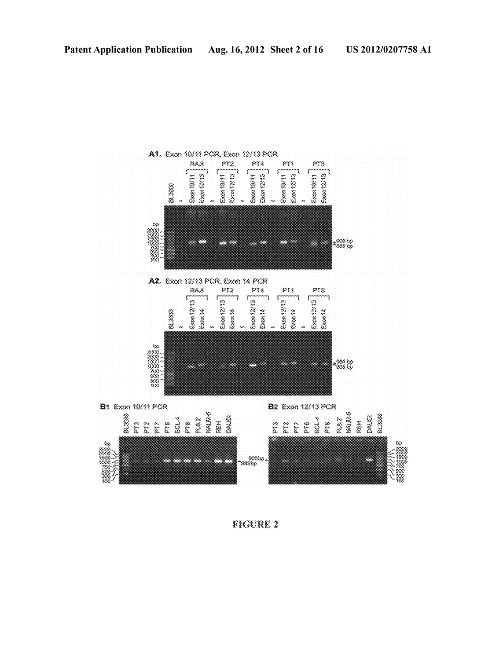 CD22 Exon 12 Deletion Mutants - diagram, schematic, and image 03