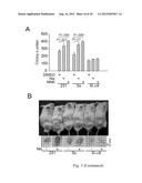 SMALL INTERFERING RNAS AND METHODS FOR PREVENTION, INHIBITION AND/OR     TREATMENT OF MALIGNANT PROGRESSION OF BREAST CANCER diagram and image