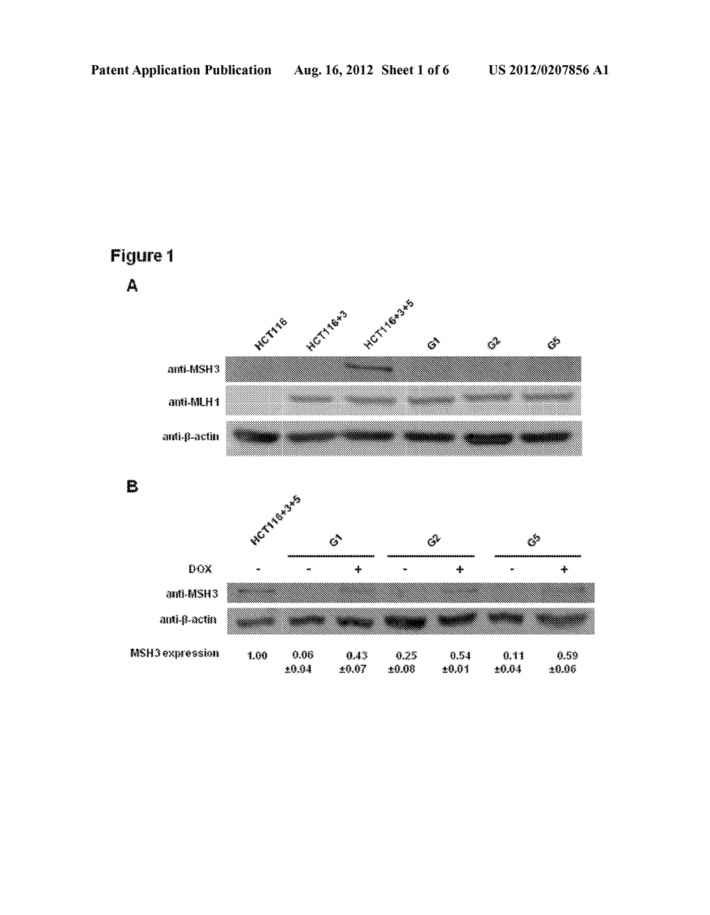 MSH3 Expression Status Determines the Responsiveness of Cancer Cells to     the Chemotherapeutic Treatment with PARP Inhibitors and Platinum Drugs - diagram, schematic, and image 02